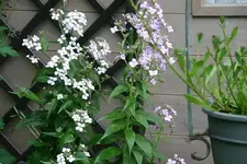 Nachtviole0114.webp