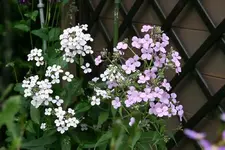 Nachtviole0214.webp