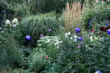 August0515.webp