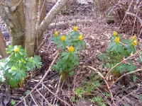 Winterlinge2.webp