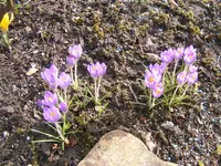 Lila Krokusse.webp