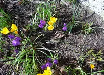P1000279.webp