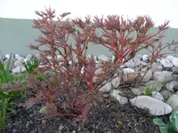 SAM_7624.webp