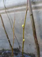 P1280817.webp