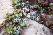 100_3603.webp