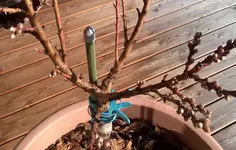 pfirsich, gekappter mitteltrieb.webp