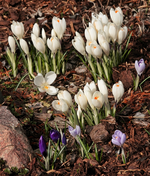Krokus_weiss_makro_700.JPG