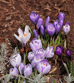Krokus_verschiedene Lilatöne_makro_700.webp