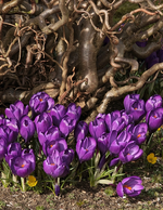 lila Krokus_gelber Winterling_unter Korkenzieherhasel_makro_700.JPG
