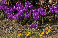 gelbe Winterlinge_lila Krokus_makro_700.JPG