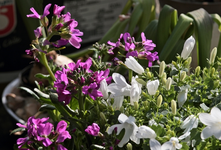 Glockenblume_weiss_lila_700.webp