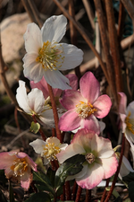 Helleborus whithering_verblühen_makro_700.JPG