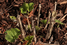 Stockrosen treiben durch_makro_800.webp