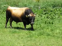 IMG_1540 v.webp
