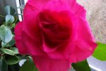 100_3590.JPG