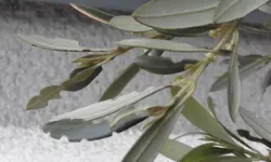 20170313_075903(1).webp