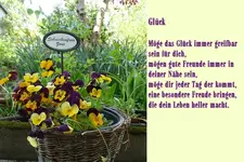 Ackerhornveilchena.webp