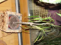 Palme.webp