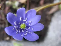 005_1067x800.webp