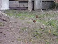P1280950.webp