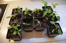 2017-03-13 Chili1.webp