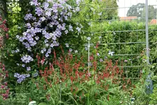 Cl.vit.Emilia Plater0215.webp