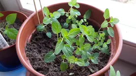 20170315_102456.webp