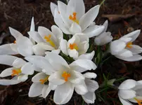 P1000285.webp