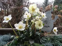 SAM_7596.webp