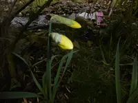 P1000329.webp