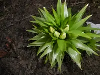 P1000332.webp