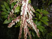 P1000336.webp