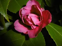 P1000337.webp