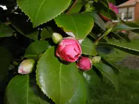 P1000338.webp