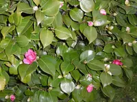 P1000339.webp
