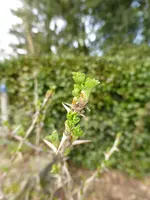 P1040632Stachelbeere.jpg