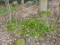 P1040637seltsamer Lauch.webp
