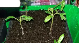 20170315_223916-1_resized.22.webp