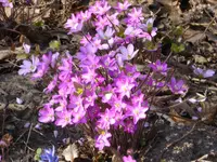 P1040653Leberblümchen.jpg
