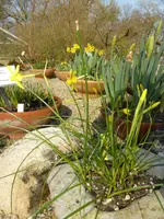 P1040664Narcissus flavus.webp