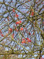 P1040670Acer rubrum.webp