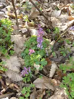 P1040678Lerchensporn.webp