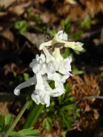 P1040687Lerchensporn.webp