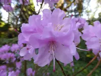 P1040693Rhododendron praecox.webp