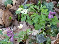 P1040700.webp