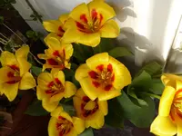 P1040730.webp