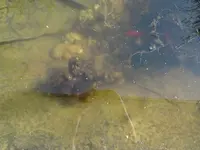 Teich.webp