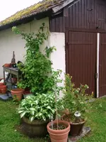 16-06-02 Kletterhortensie.webp