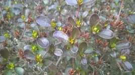 WP_20170314_001.webp