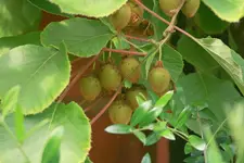 _MG_1338-001.webp